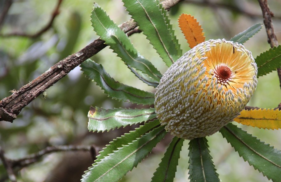 Банксия фиолетовая
