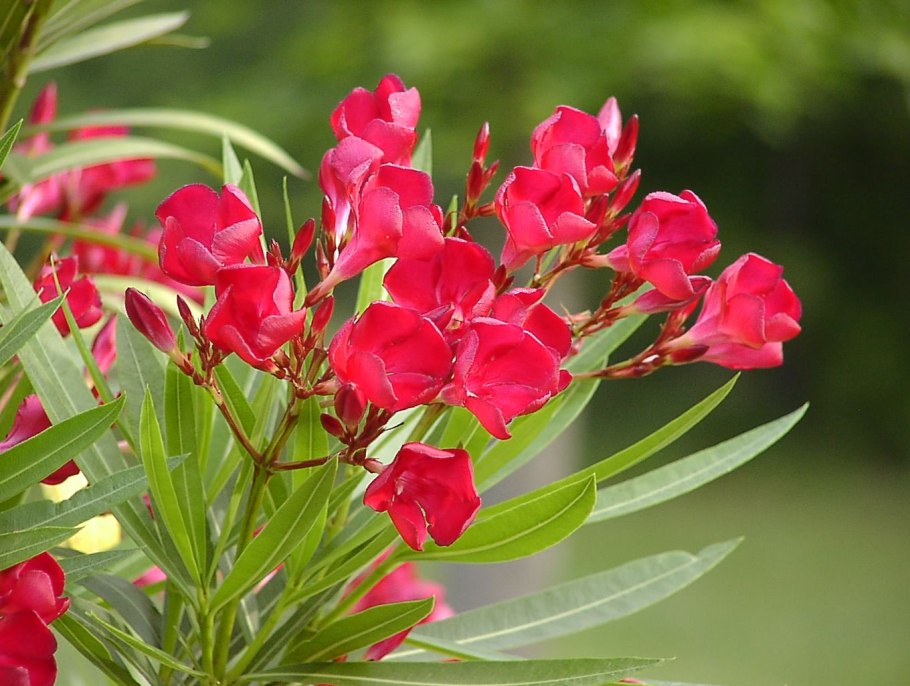 Ядовитые растения Абхазии