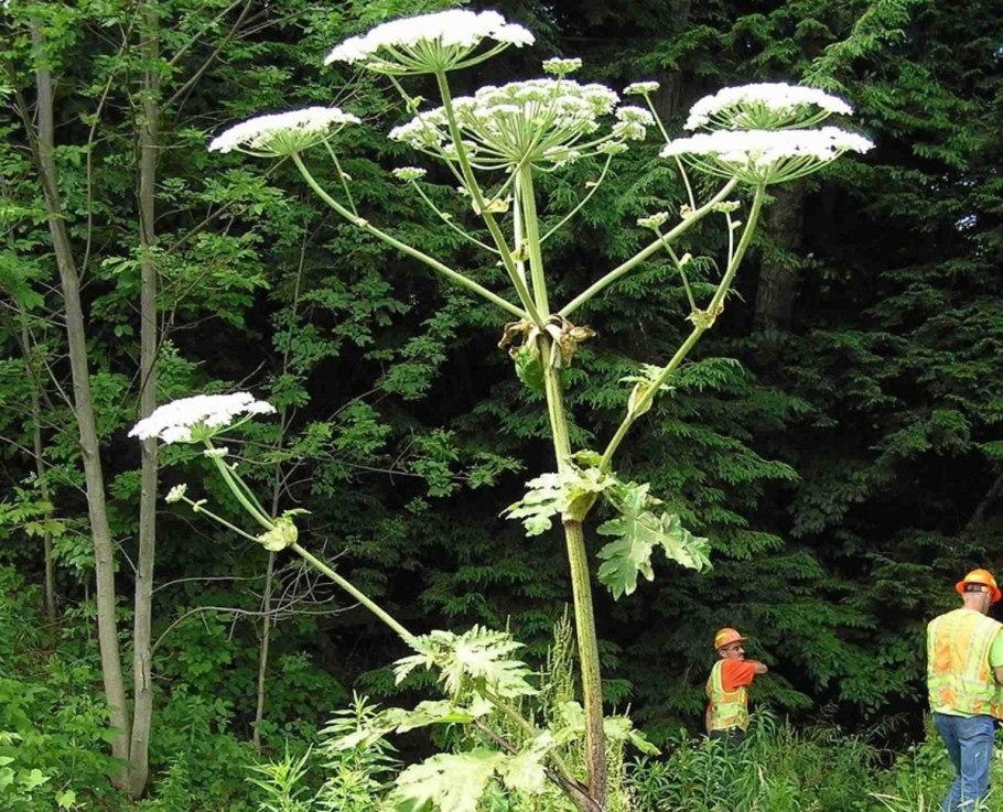 Вех ядовитый корень схема