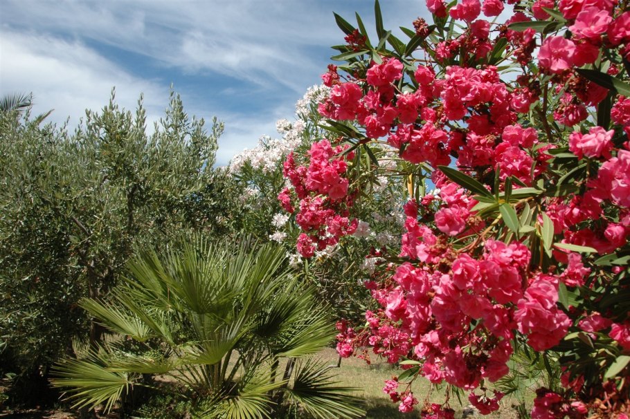 Хоста растение ядовитое или нет