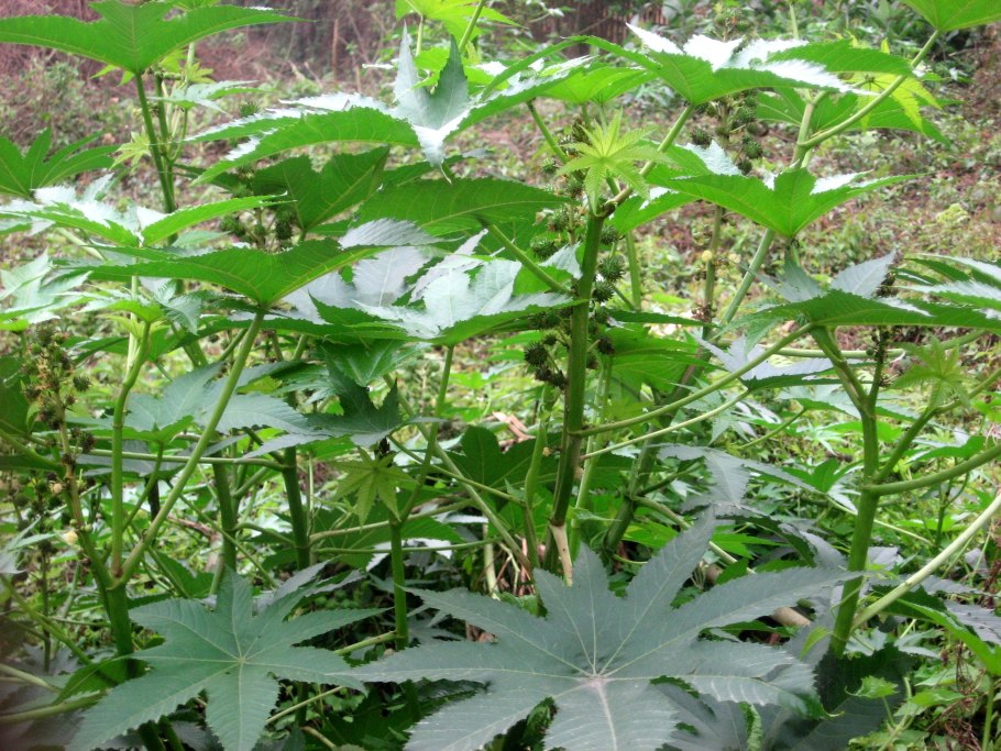 Аурум стибиум Гиосциамус