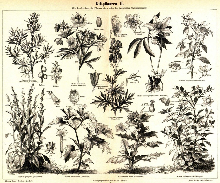 Ядовитое растение