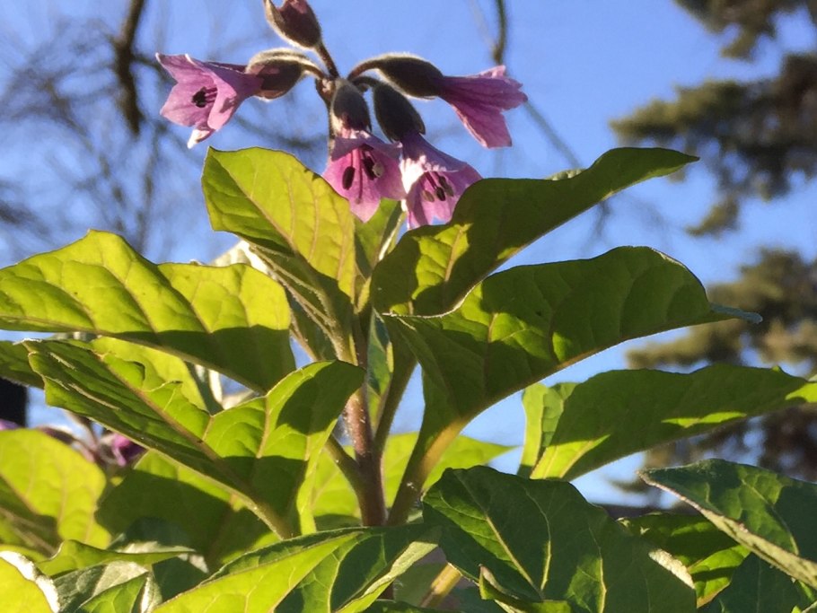 Smitinandia micrantha