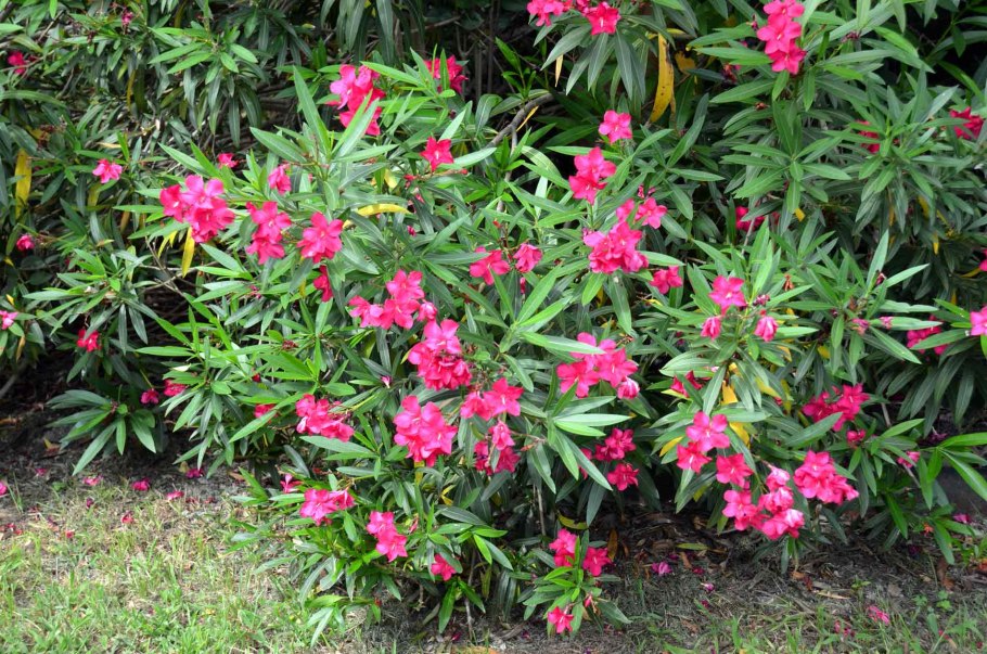 Олеандр красный дерево