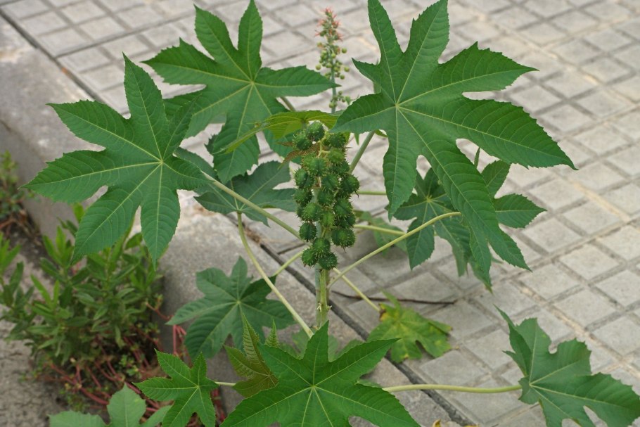 Клещевина пальма зеленая