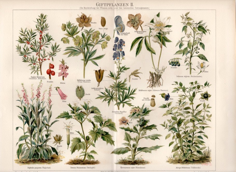 Hogweed на русском