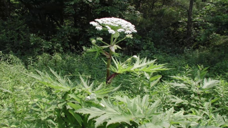 Комнатные растения безопасные для кошек в картинках с названиями