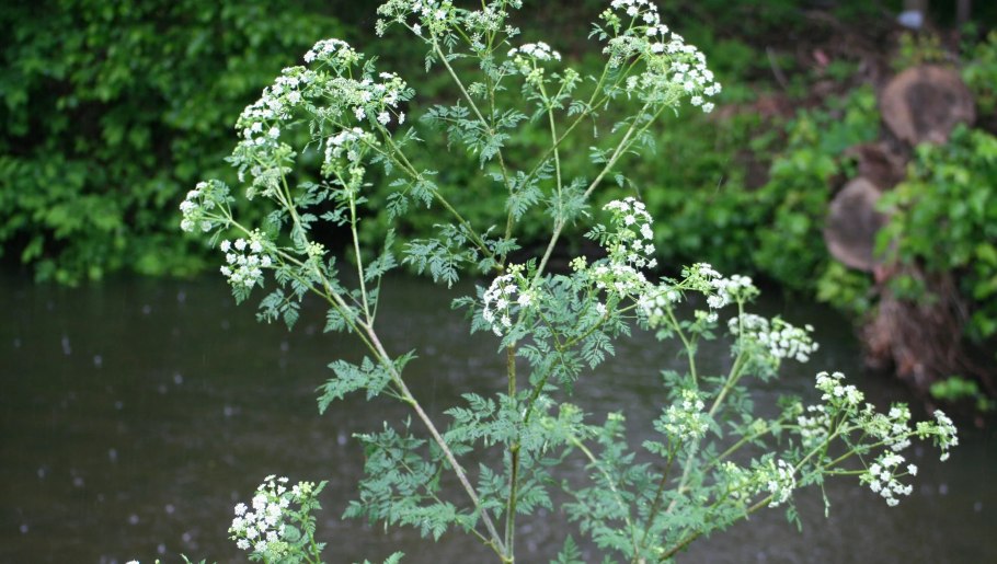 Олеандр Тверия