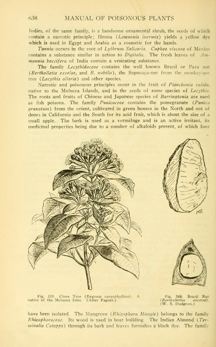 Bertholletia excelsa