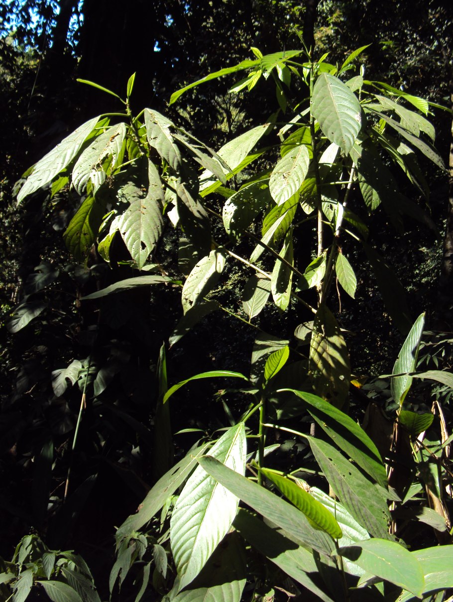 Олеандр цветок ядовитый где растет