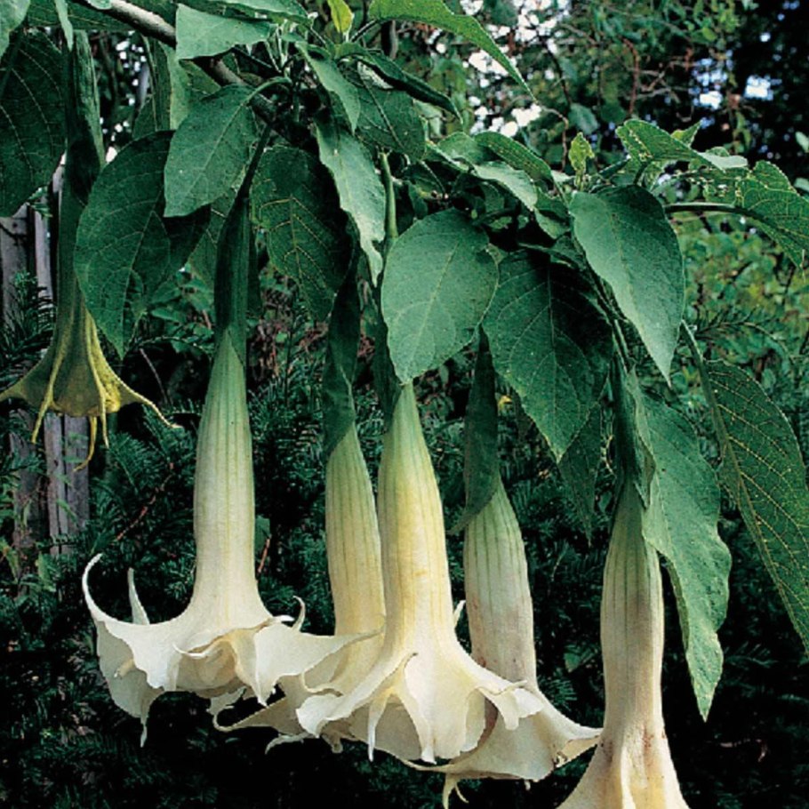 Poisonous формы