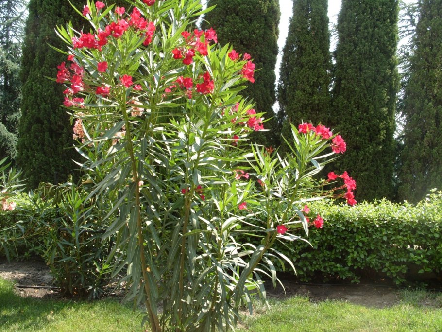 Олеандр комнатное растение ядовитое