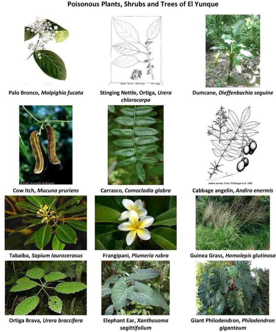 Олеандр коралловый