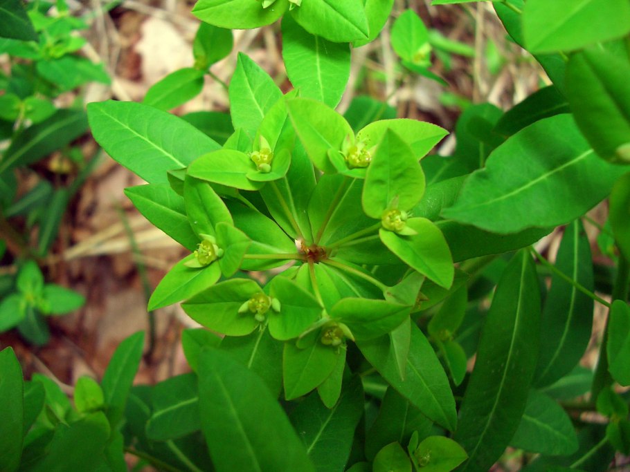 Энциклопедия ядовитых растений