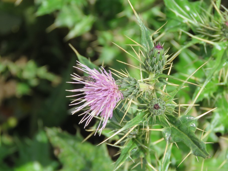 Creeping Thistle