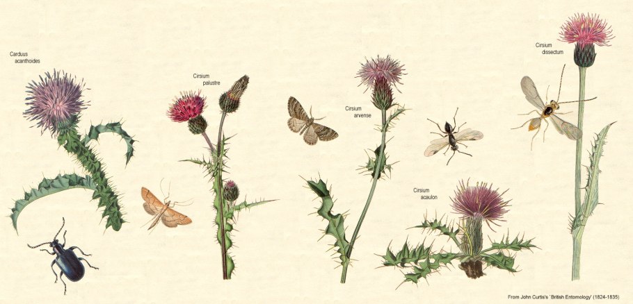 Cirsium arvense гербарий