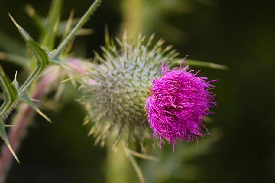 Cirsium arvense s