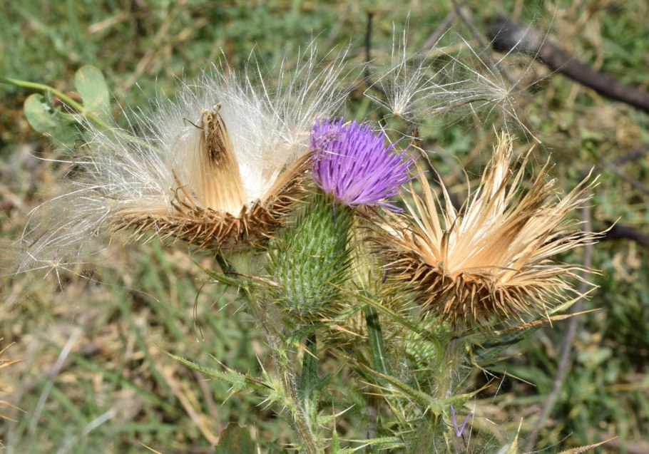Бодяк обыкновенный (Cirsium vulgare)