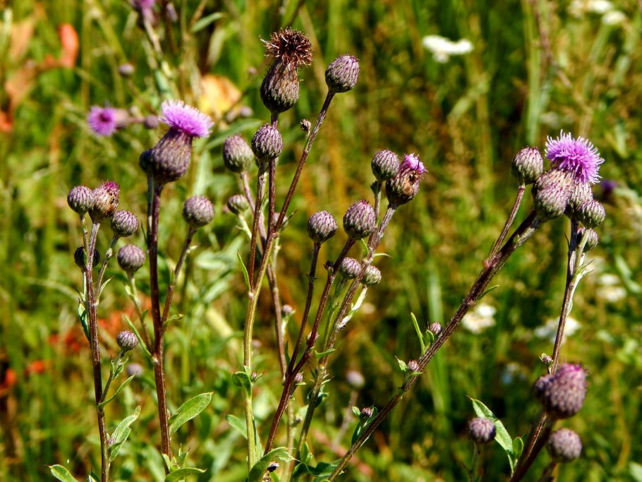 Бодяк полевой (осот розовый) - Cirsium arvense хорошее качество