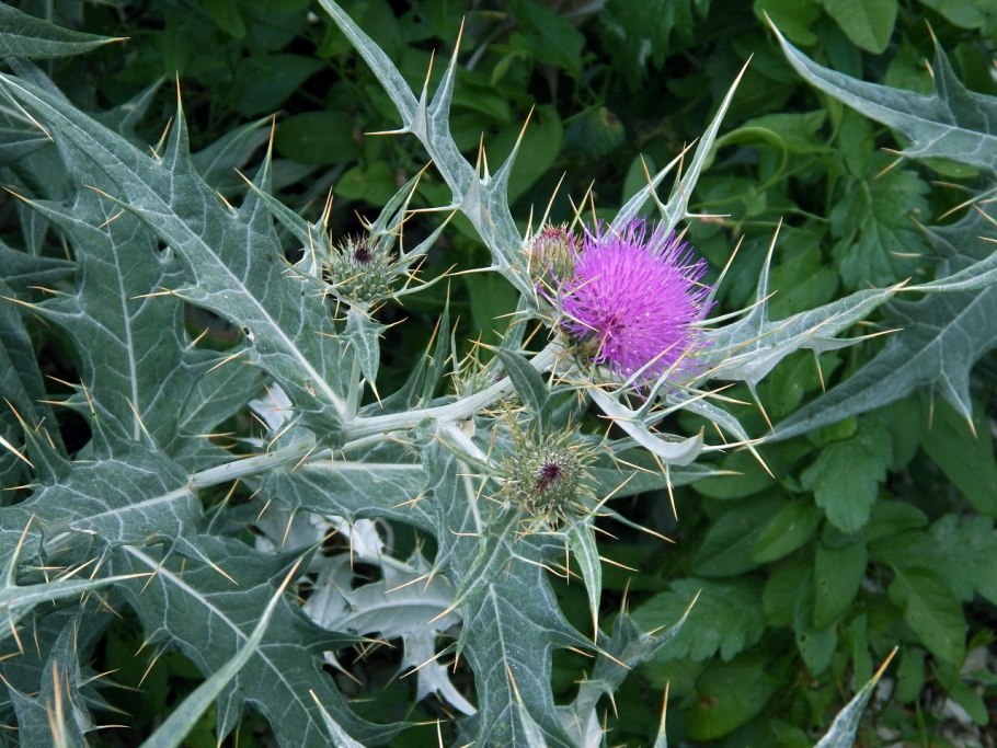 Бодяк полевой (Cirsium arvense)