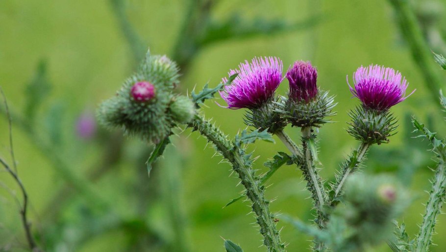 Бодяк полевой (Cirsium arvense)