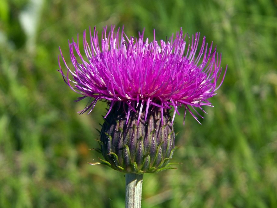 Бодяк обыкновенный — Cirsium vulgare (Savi) ten.