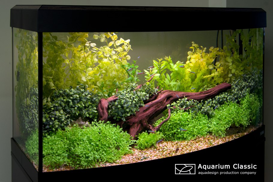 Растения для аквариума