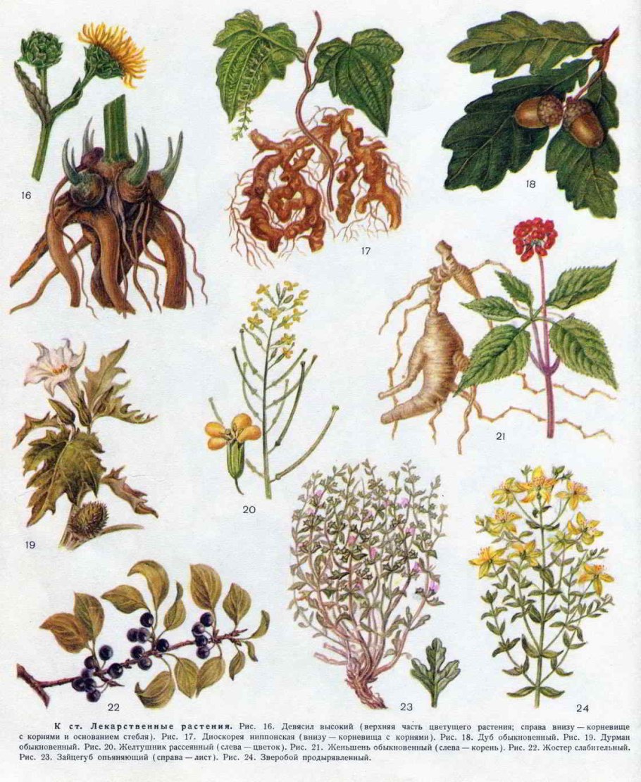 Эфирные масла Herbal Life