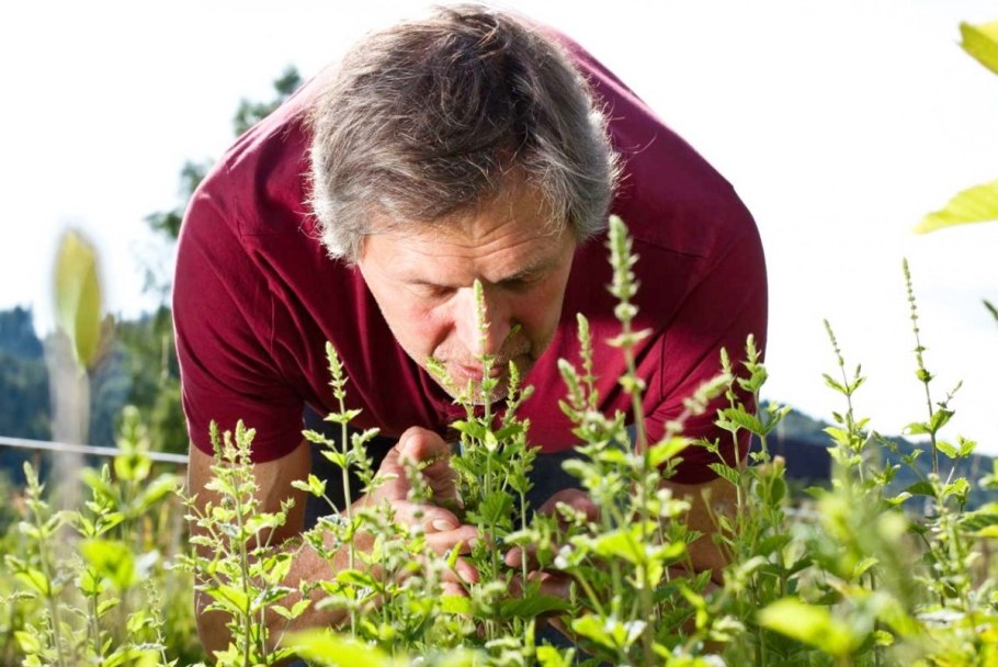 Петрушка укроп кинза базилик