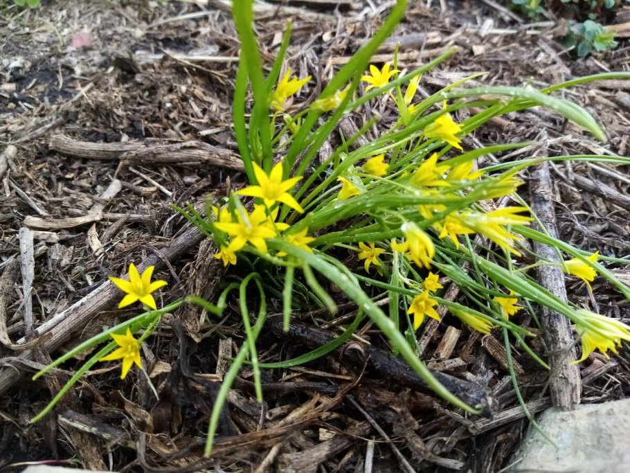 Желтые весенние цветы, похожие на елочку