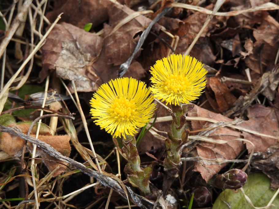 Сахалинский подснежники белокопытник