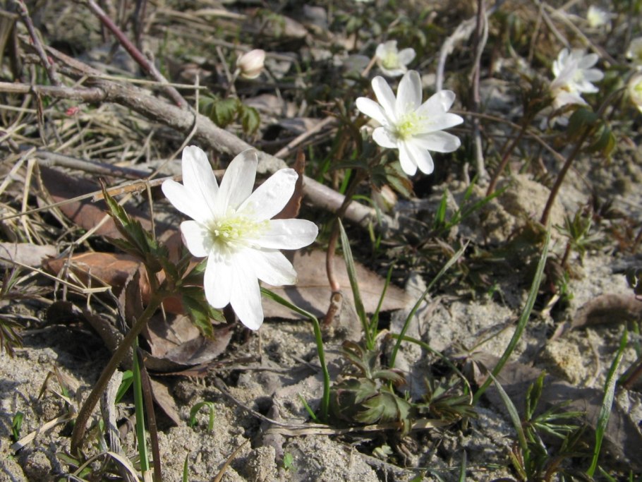 Первоцвет ветреница Дубравная