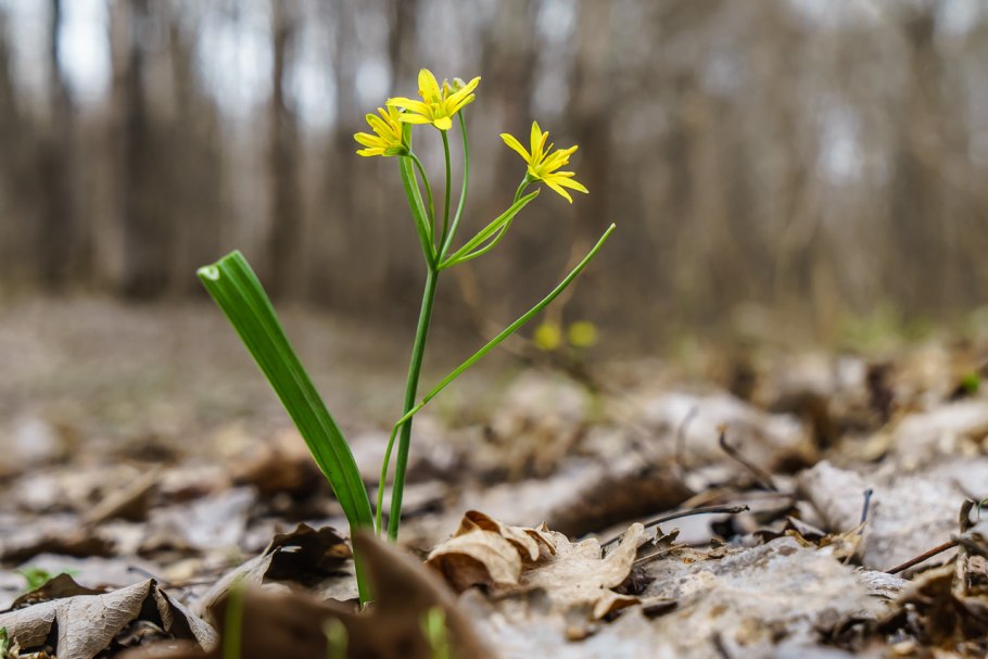 Гусиный лук Кавказ