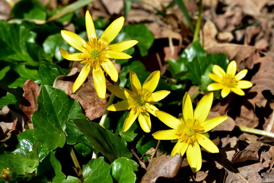 Гусиный лук жёлтый (Gagea lutea)