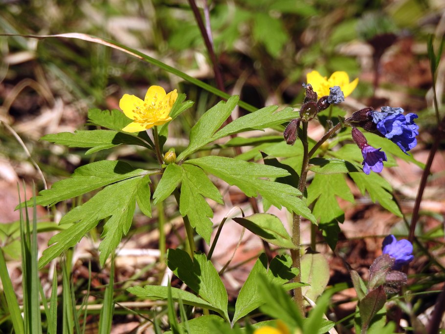 Ветреница лютиковая Дубравная