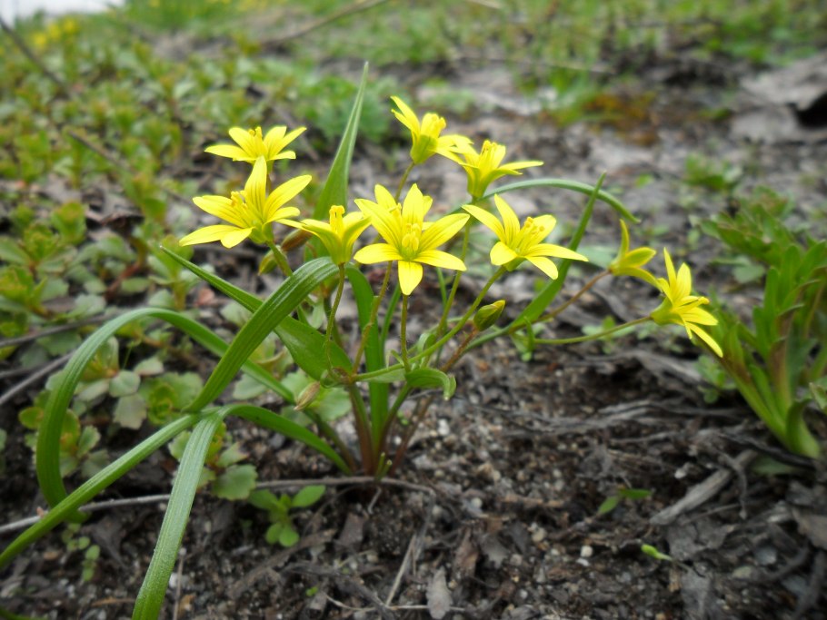 Первоцвет фиалка Лесная