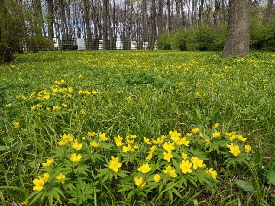 Гусиный лук (Gagea)