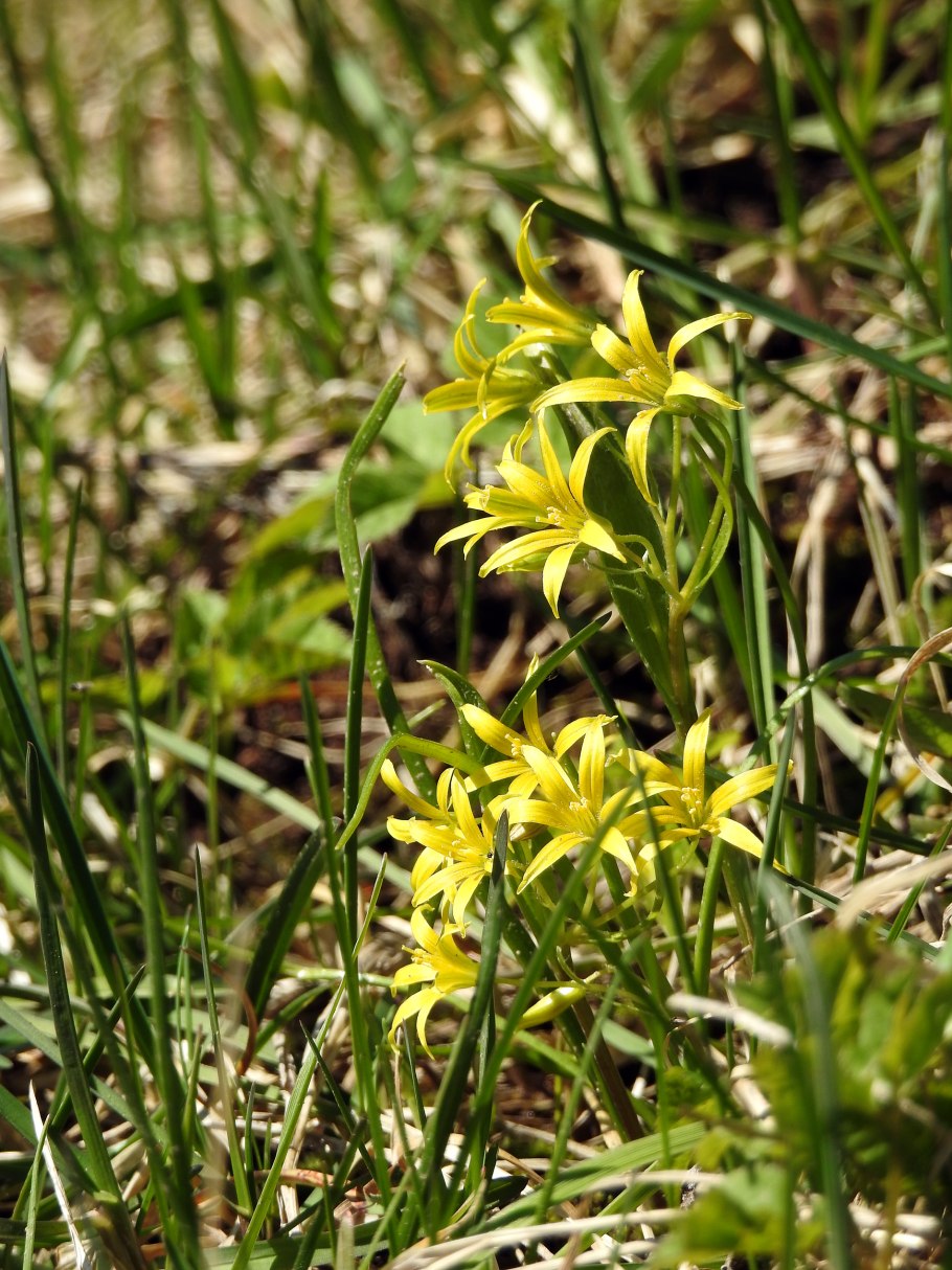 Гусиный лук малоцветковый