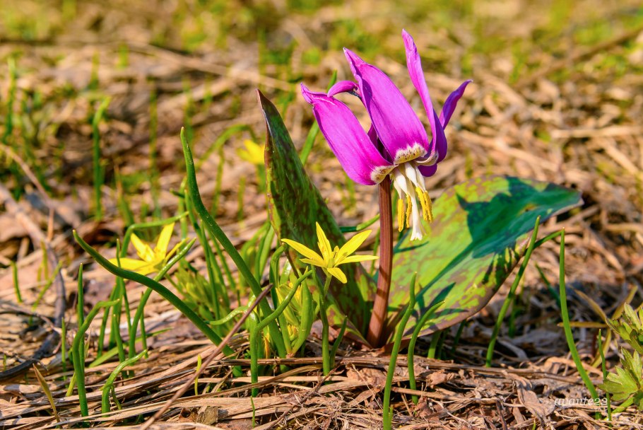 Тюльпан одноцветковый – Tulipa uniflora