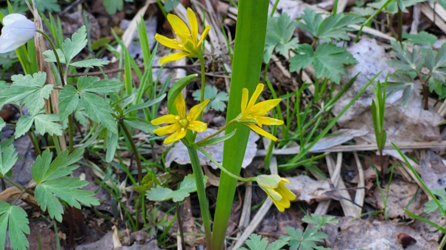 Анемоны цветы анемоны корни