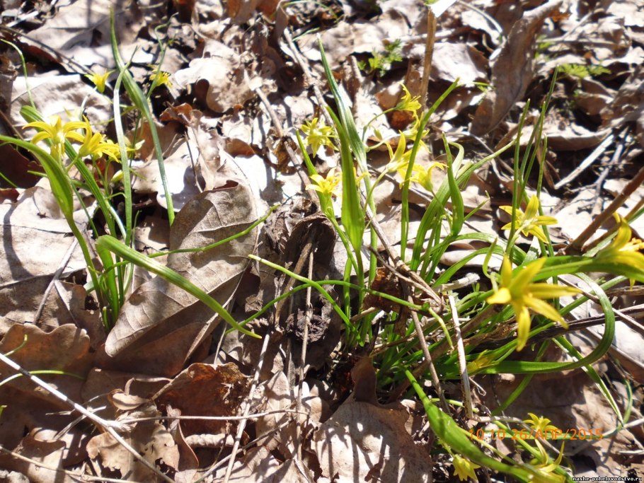 Медуница, гусиный лук, мать – и – мачеха