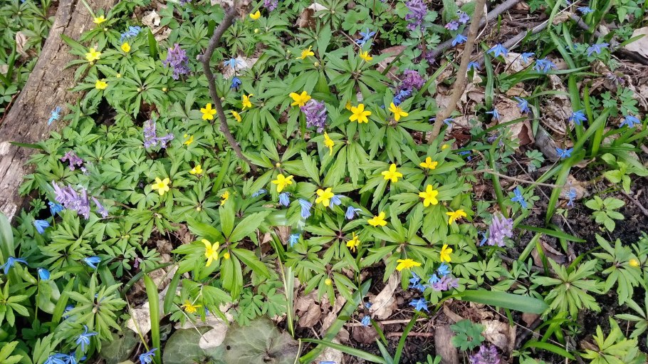 Медуница калужница хохлатка