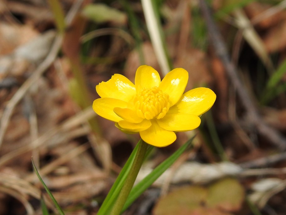 Первоцвет Чистяк весенний