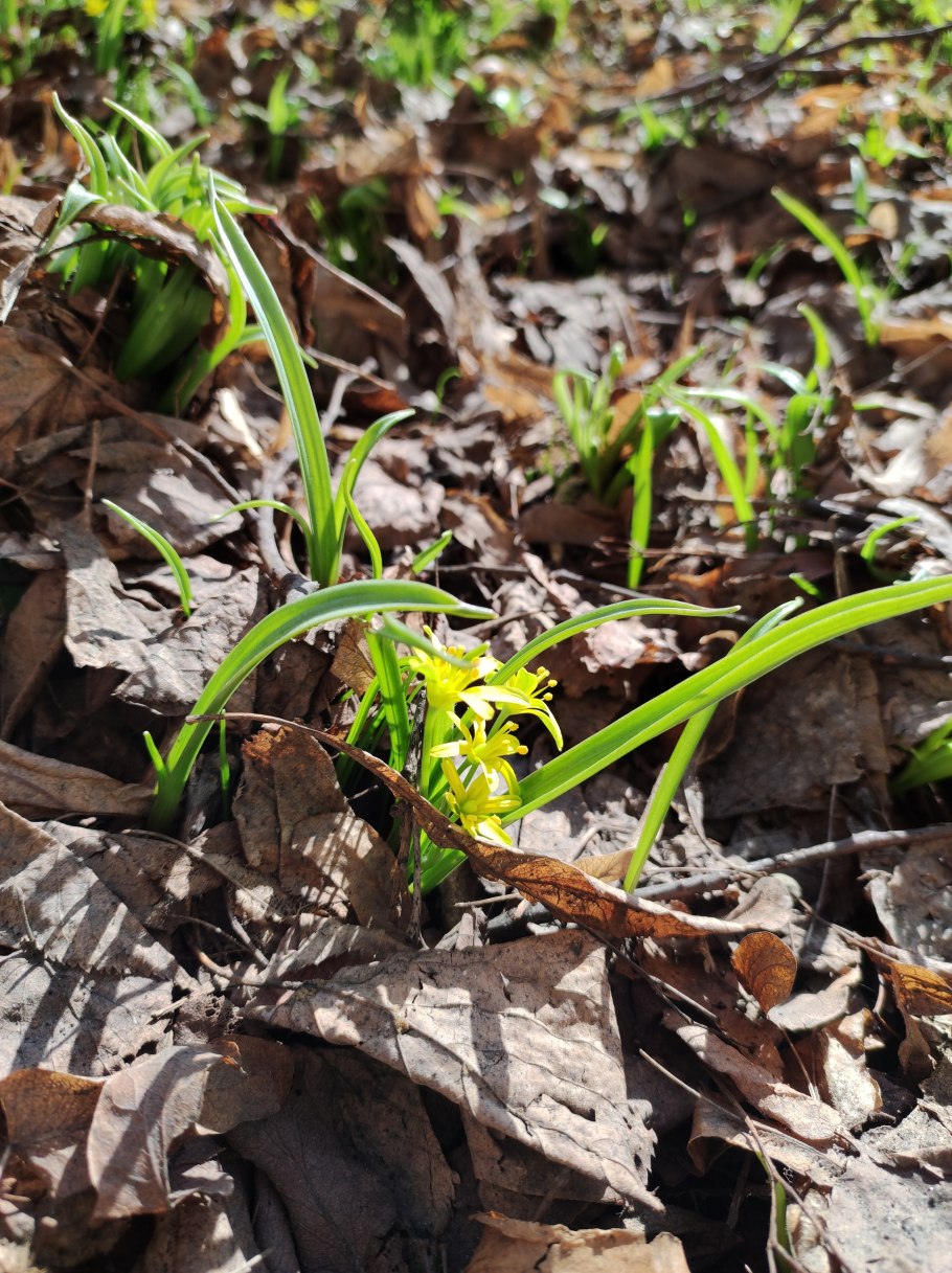 Пролеска и гусиный лук