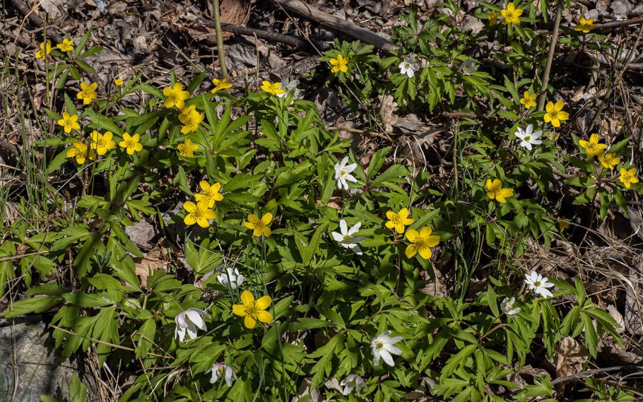 Гусиный лук