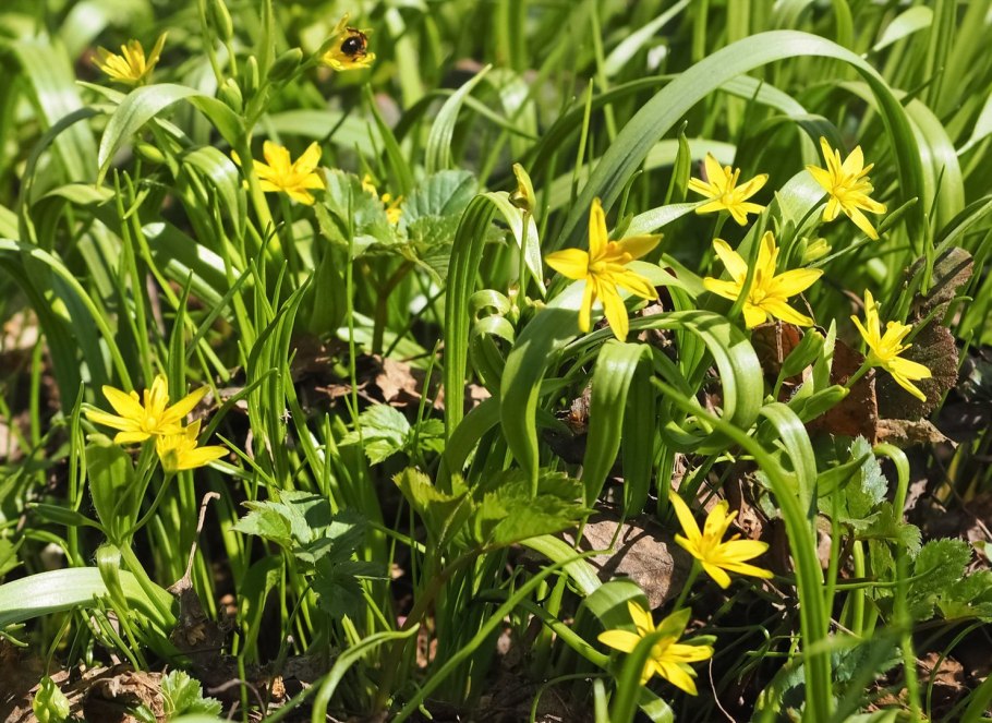 Апрель первоцветы