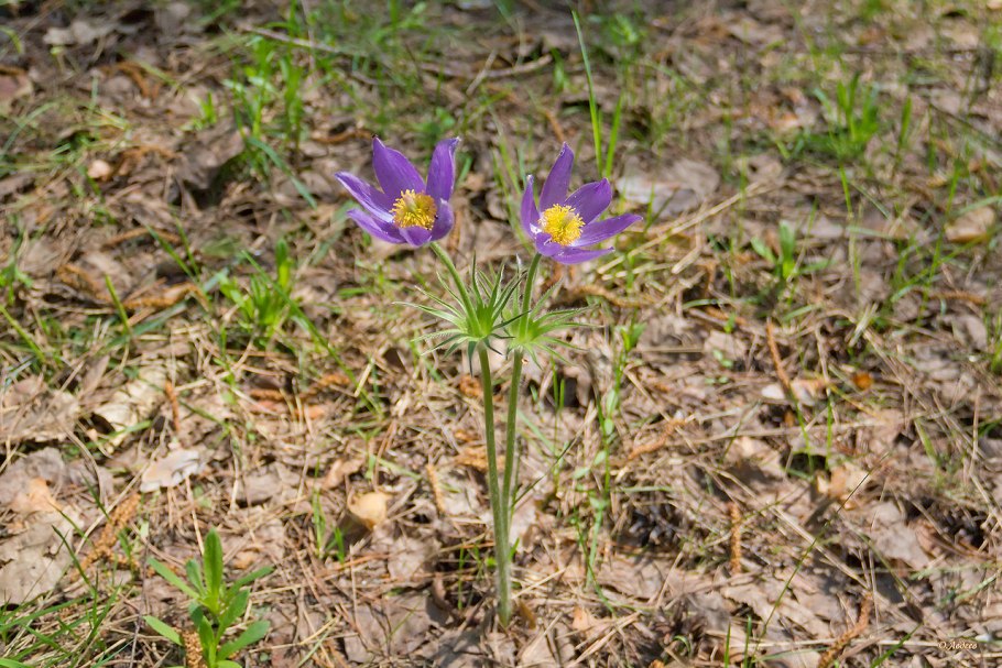 Ветреница Дубравная, гусиный лук.