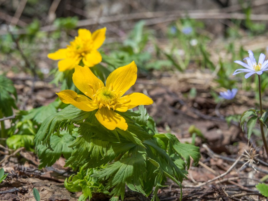 Подснежник Сибирский прострел