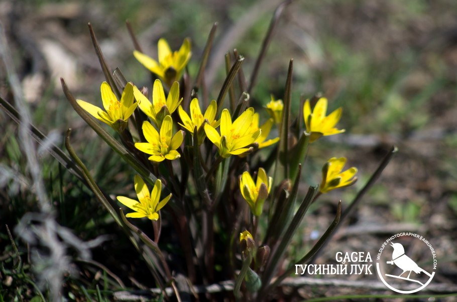 Апрель гусиный лук на Поляне