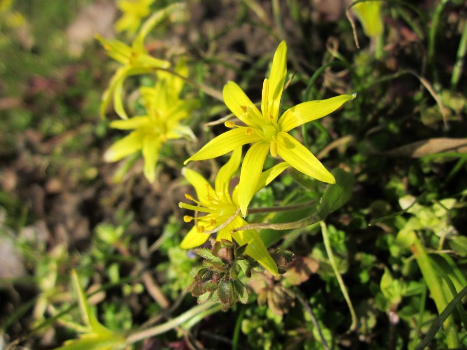 Гусиный лук (Gagea lutea)